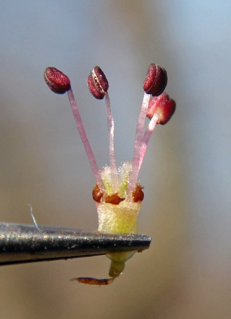 Image of Ulmus minor specimen.