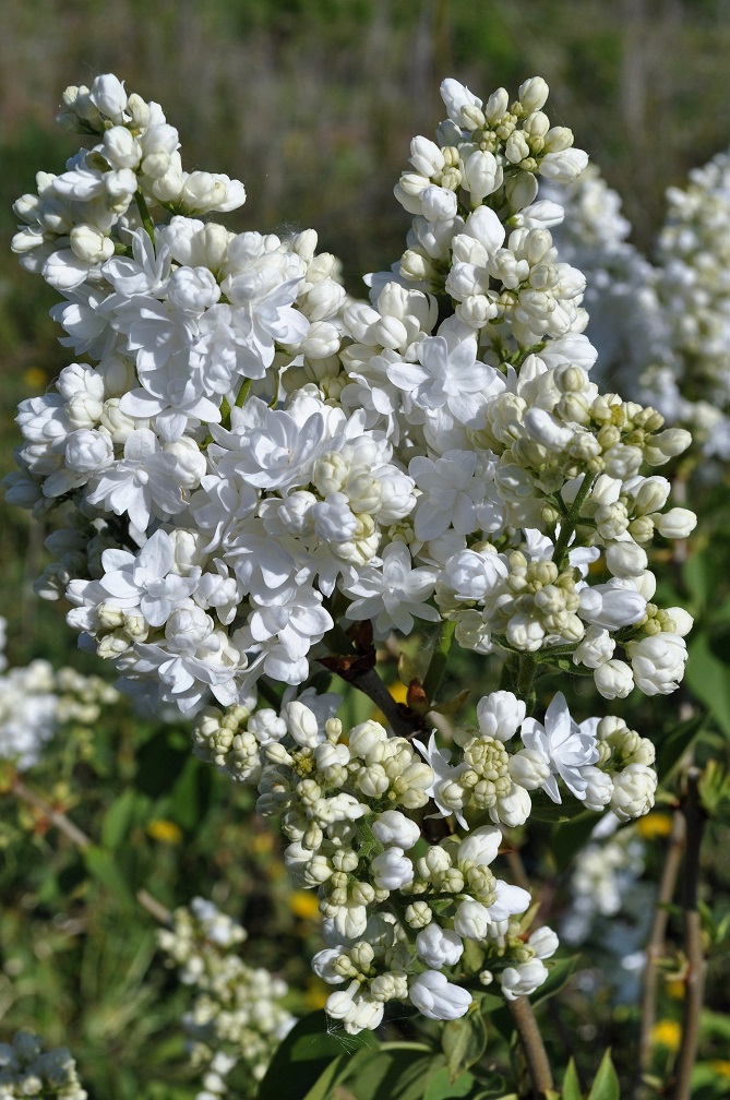 Image of Syringa vulgaris specimen.