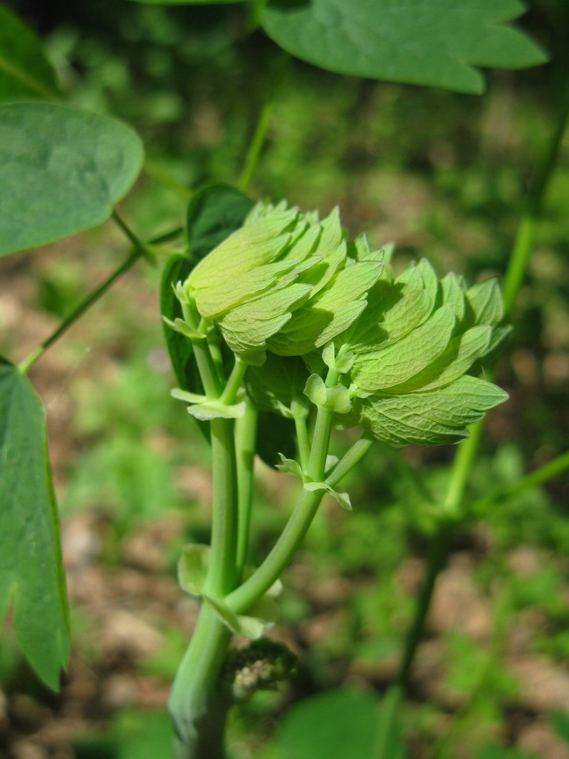 Image of Thalictrum aquilegiifolium specimen.