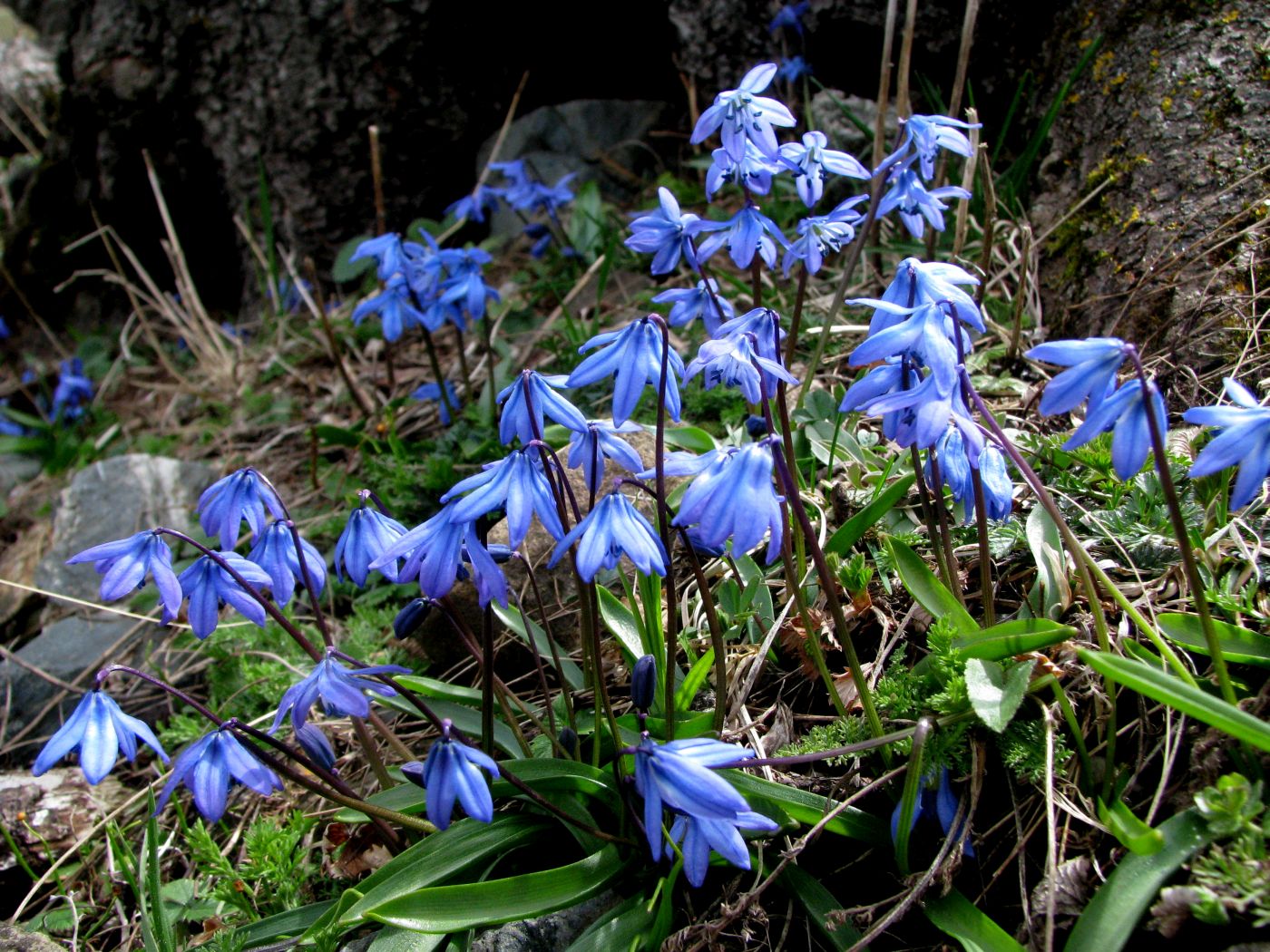 Изображение особи Scilla siberica.