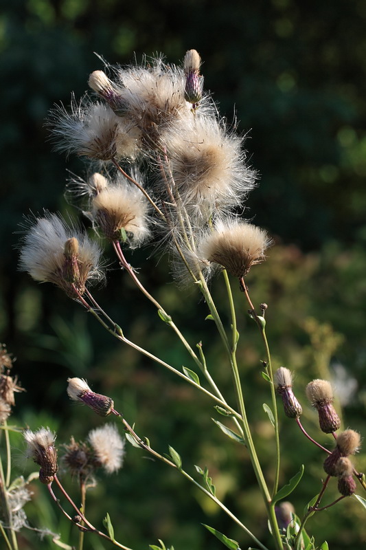 Изображение особи Cirsium arvense.