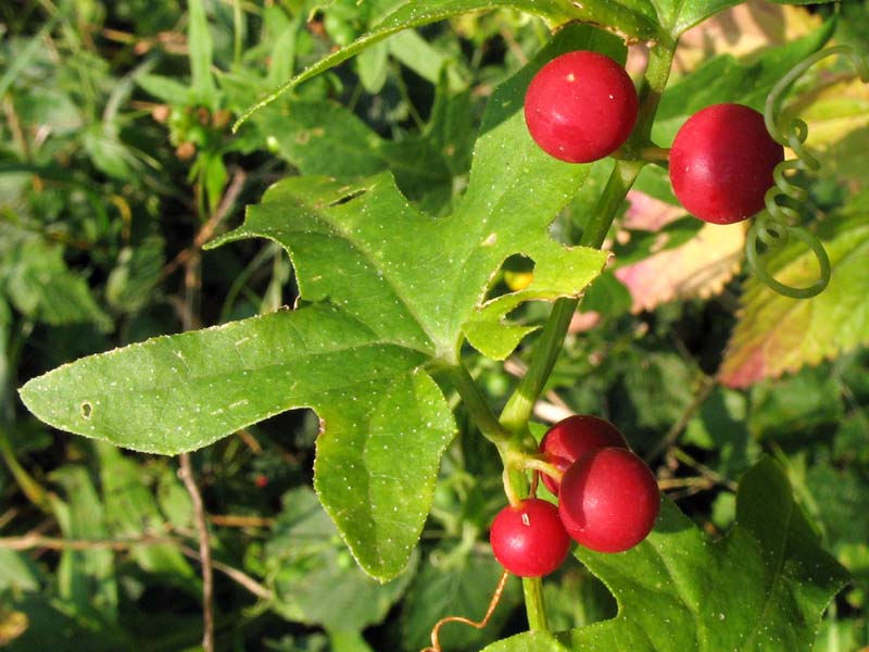 Image of Bryonia dioica specimen.