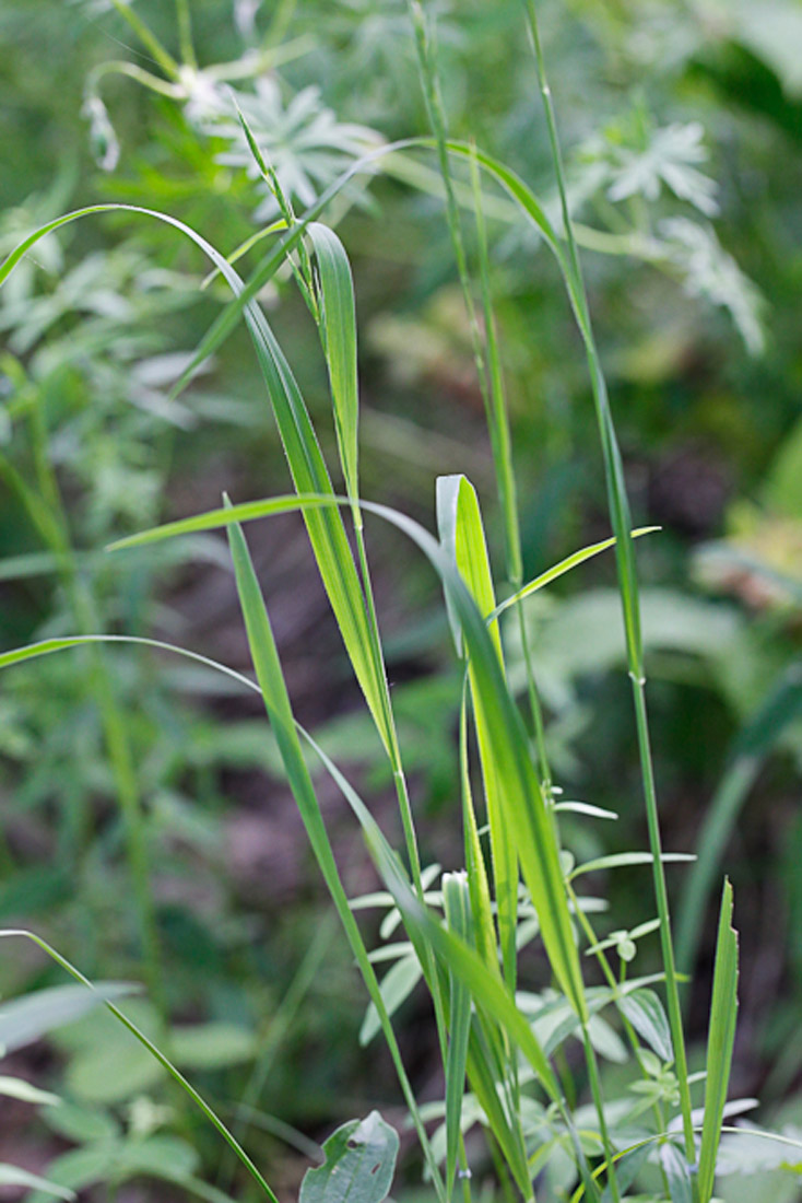 Image of Brachypodium pinnatum specimen.