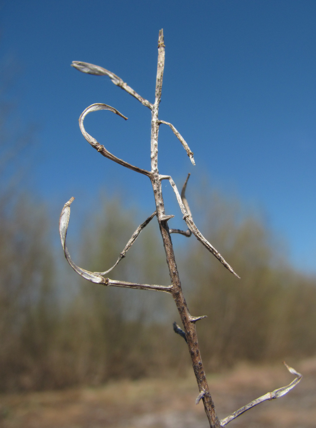 Image of Barbarea arcuata specimen.