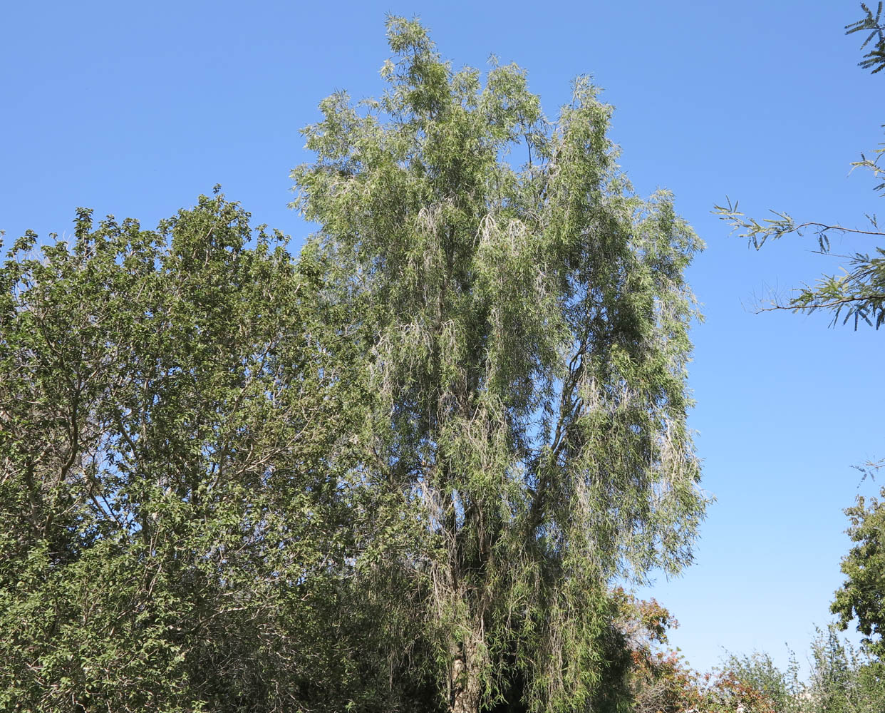 Image of Pittosporum phillyraeoides specimen.