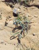 Pancratium sickenbergeri. Плодоносящее растение. Израиль, центральная Арава, песчаная котловина севернее нахаль Шизаф. 03.02.2016.