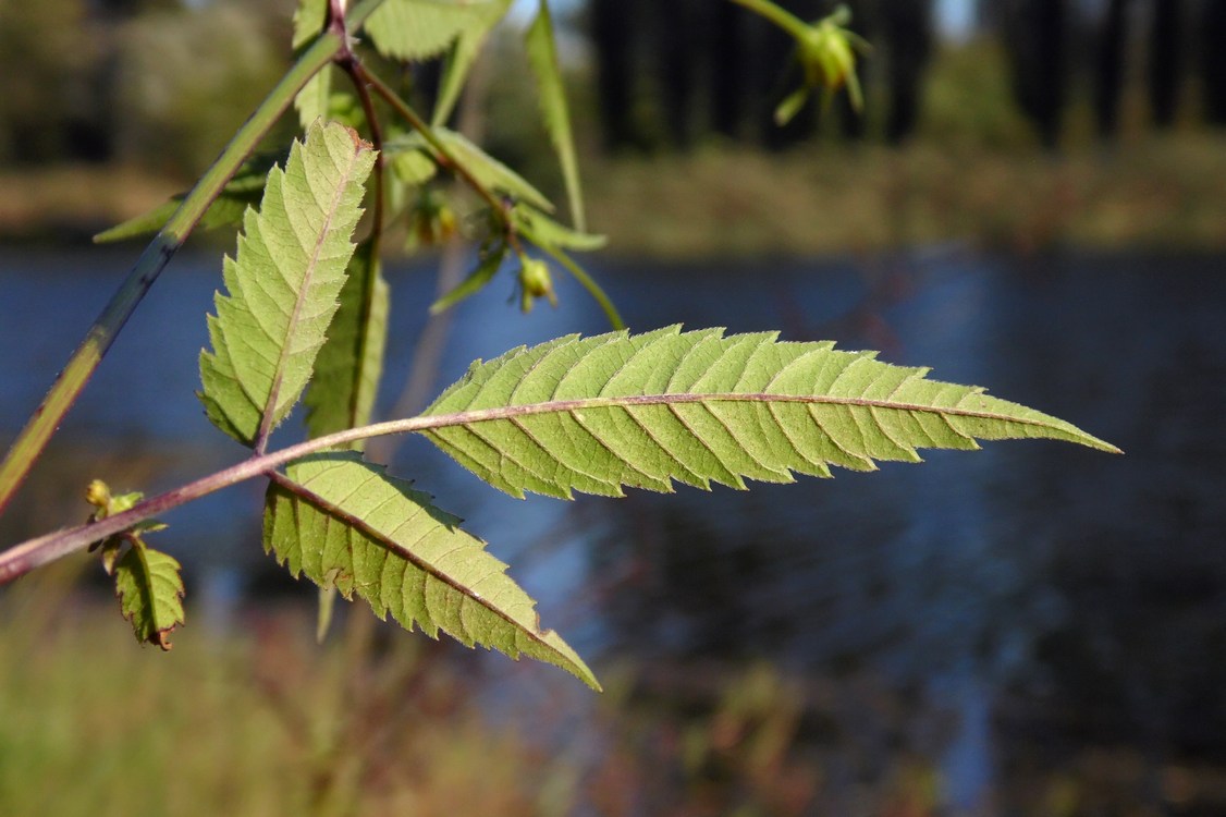 Image of Bidens frondosa specimen.