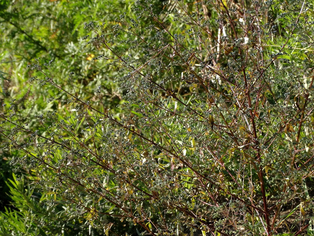 Image of Amethystea caerulea specimen.