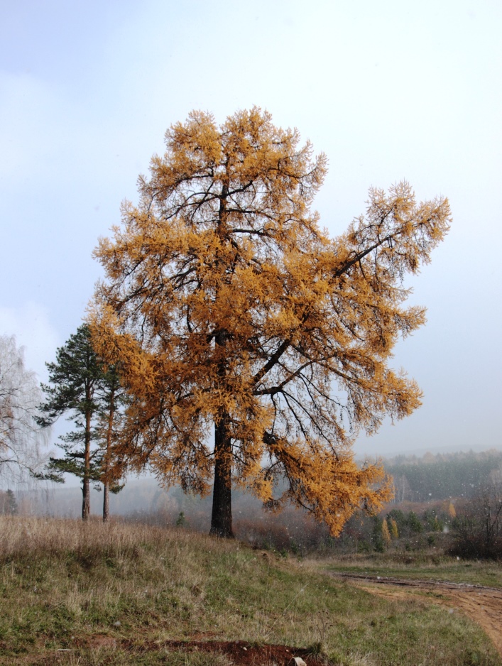 Image of Larix sukaczewii specimen.