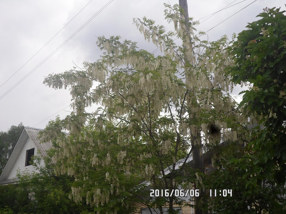 Image of Robinia pseudoacacia specimen.