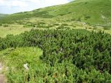 Pinus mugo. Заросли горной сосны у озера Несамовыте. Украина, Ивано-Франковская обл., Верховинский р-н, хребет Черногора, 1750 м н.у.м. 16 июля 2007 г.