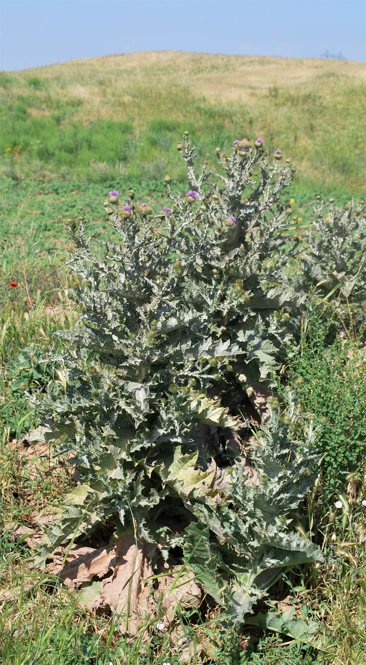 Image of Onopordum acanthium specimen.