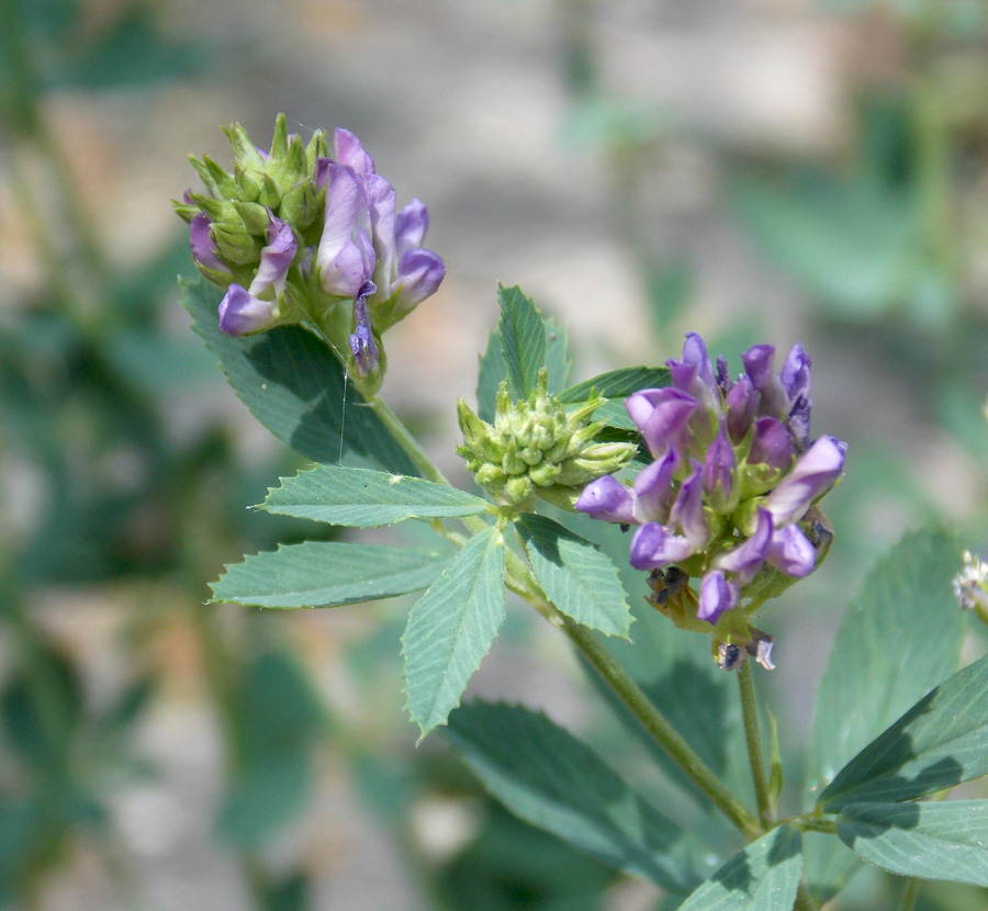 Image of Medicago &times; varia specimen.