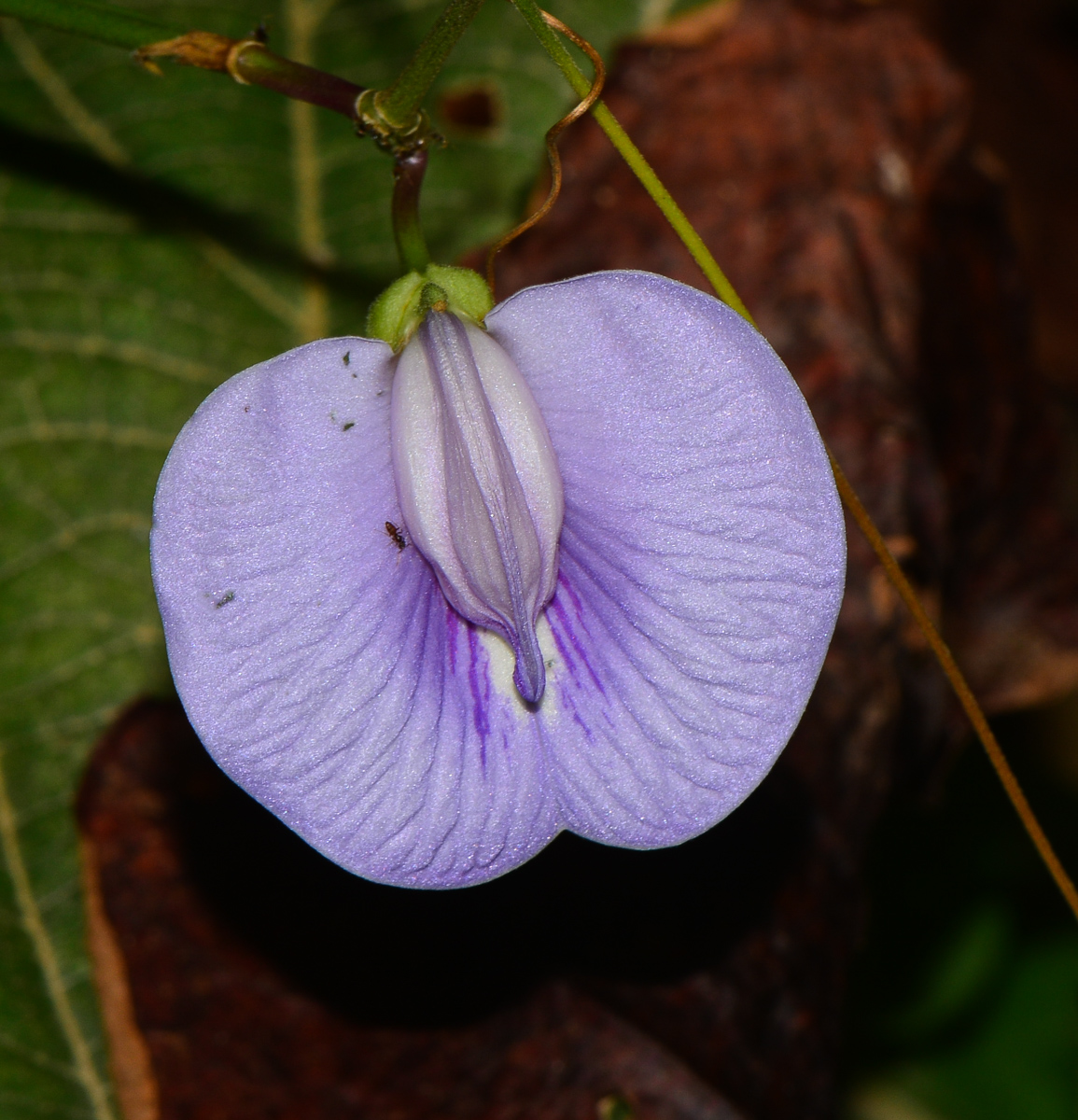 Image of Clitoria macrophylla specimen.