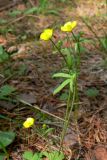 Ranunculus propinquus. Цветущие растения. Свердловская обл., окр. г. Североуральск, травяной сосняк с елью на известняках. 19.06.2008.