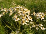 Achillea salicifolia