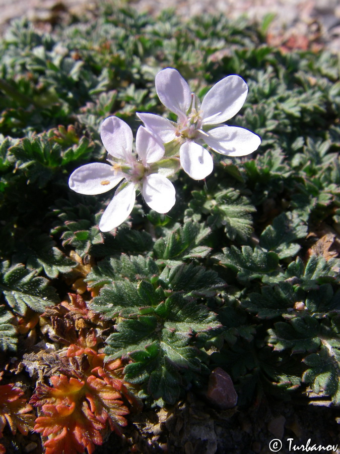 Image of Erodium cicutarium specimen.