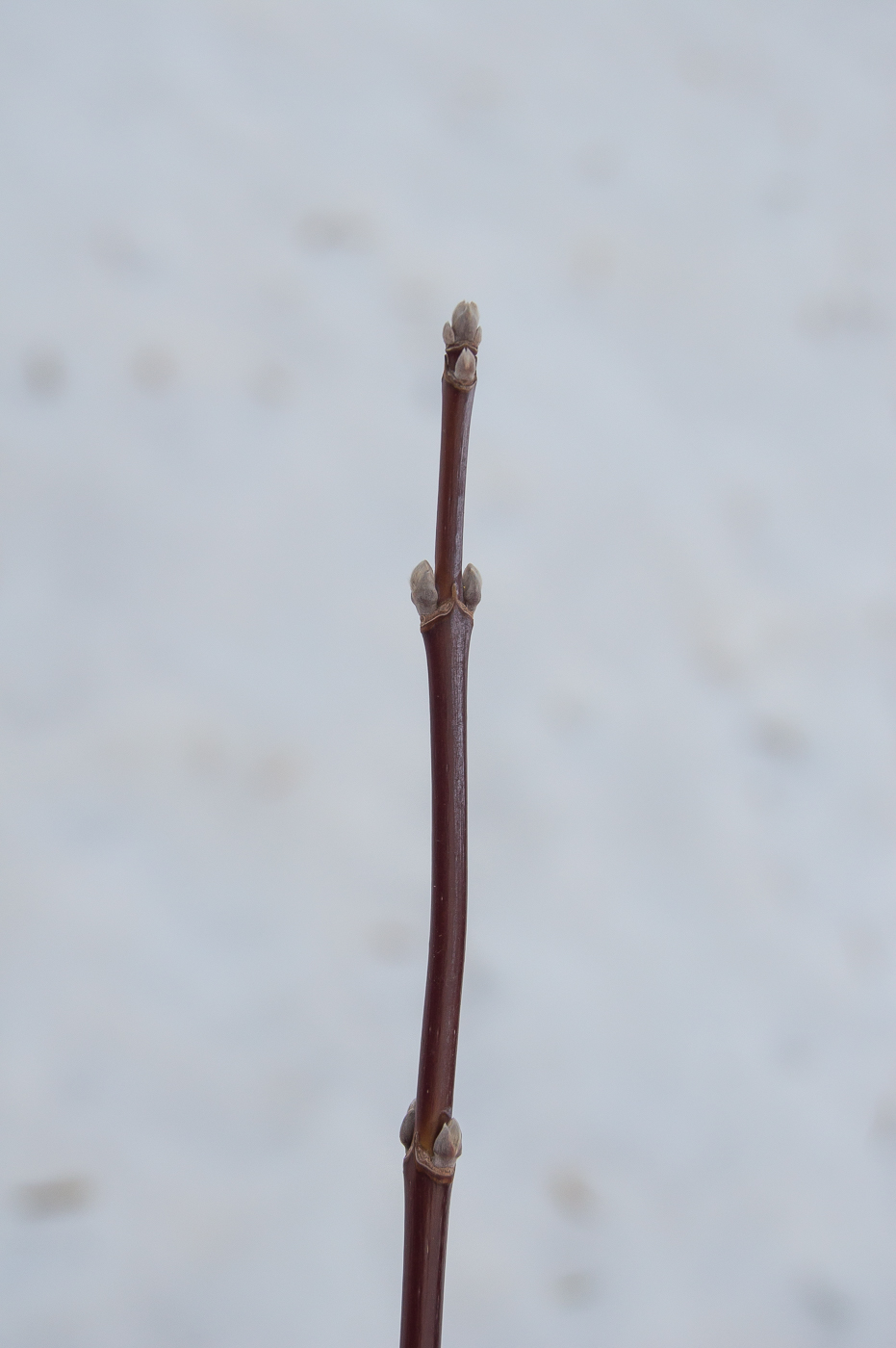 Image of Acer negundo specimen.