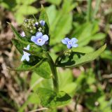 Brunnera macrophylla. Верхушка цветущего растения. Беларусь, Минский р-н, остановочный пункт Зелёное, обочина дороги между смешанным хвойно-мелколиственным лесом и частным сектором. 14.05.2017.