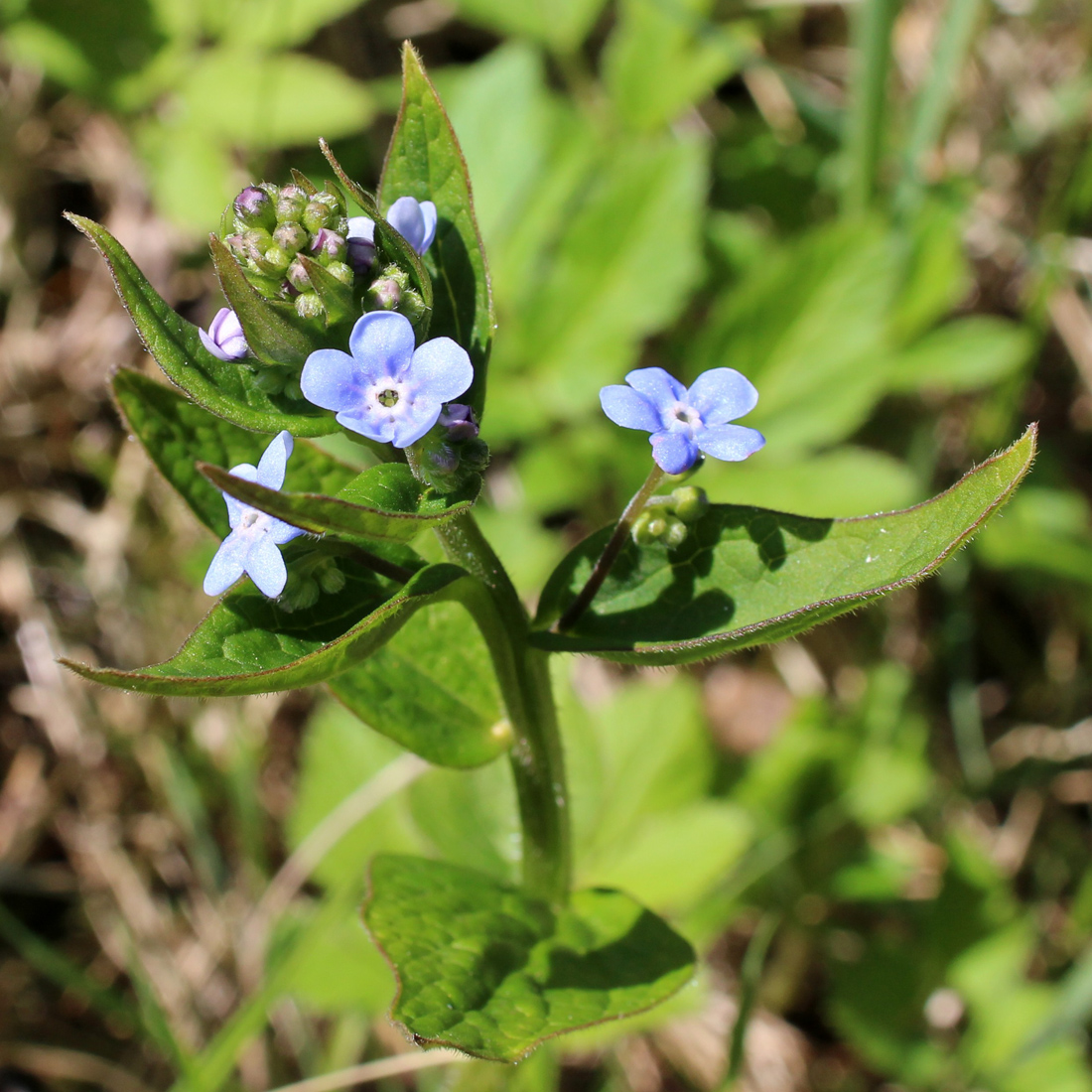 Image of Brunnera macrophylla specimen.