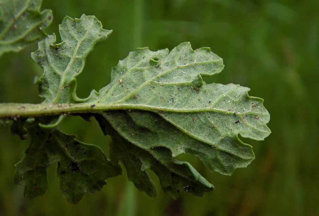 Изображение особи Senecio jacobaea.