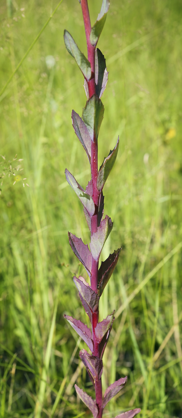 Изображение особи Hylotelephium triphyllum.