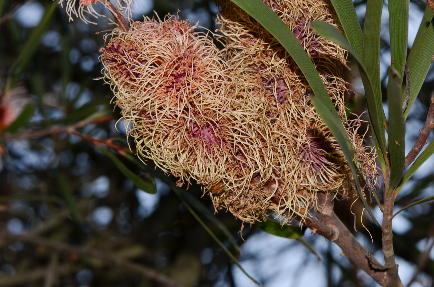 Image of Hakea multilineata specimen.