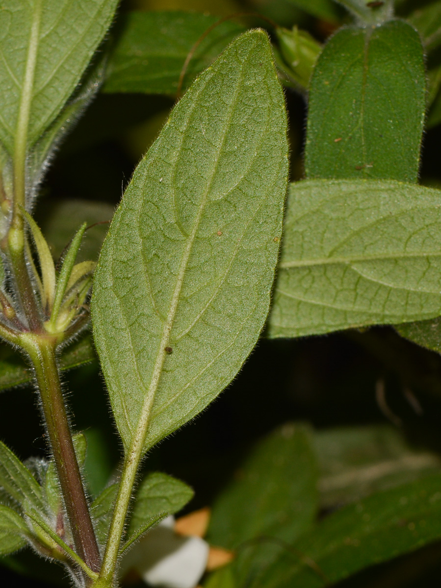 Изображение особи Ruellia prostrata.