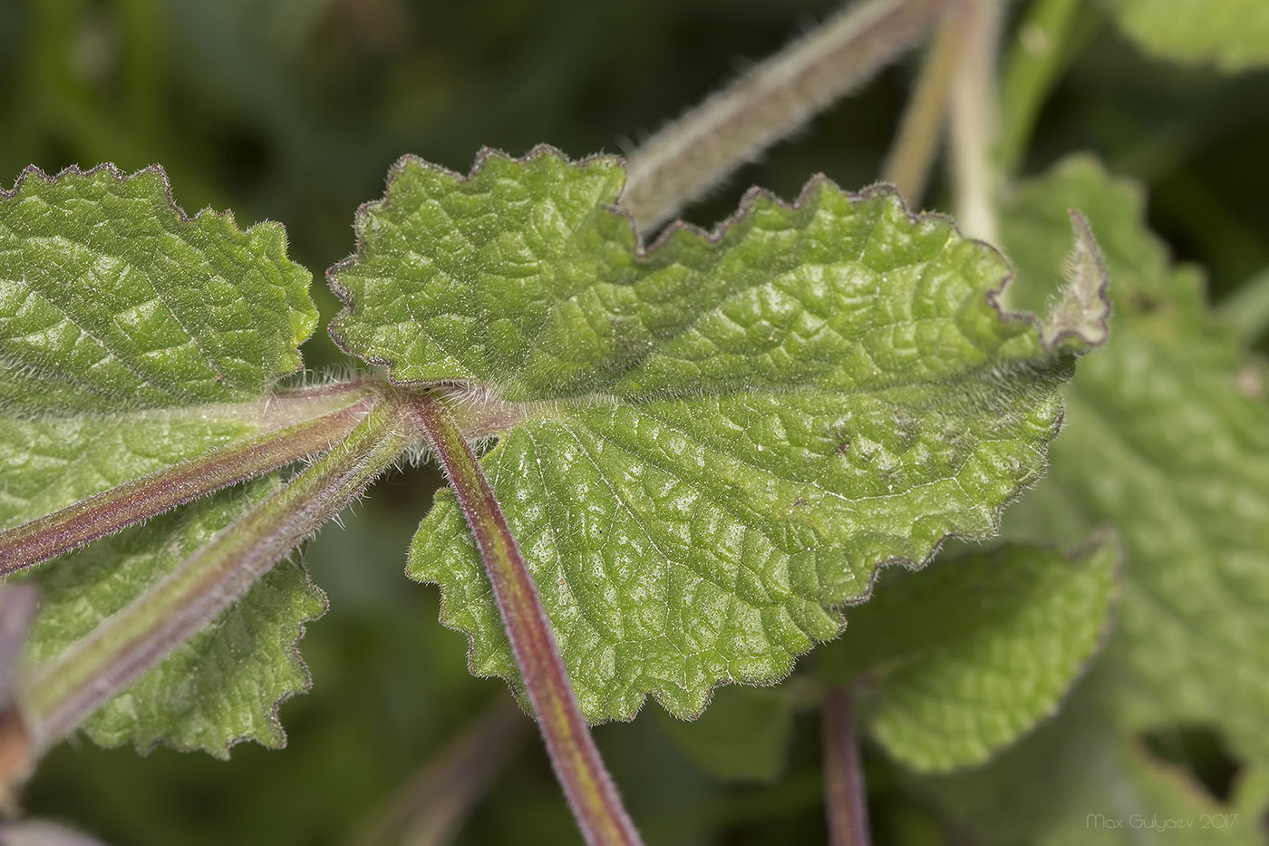 Image of Salvia verticillata specimen.