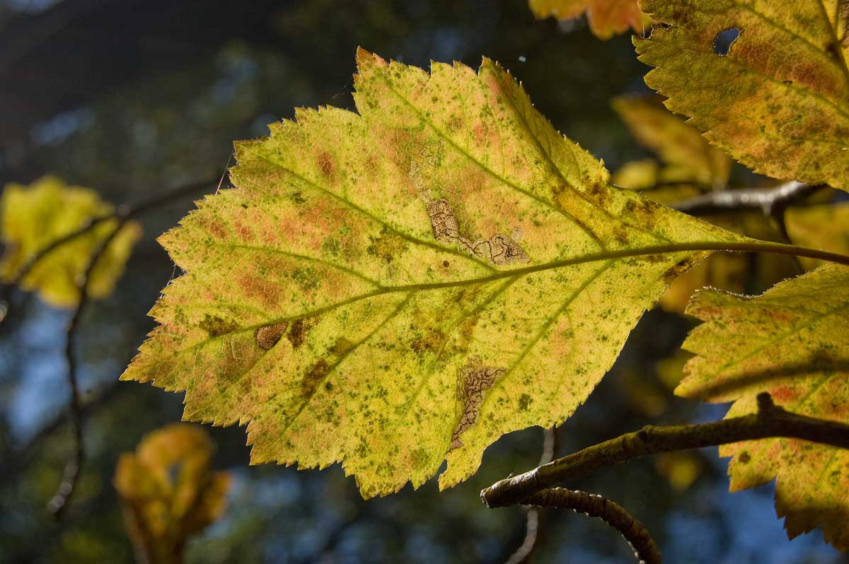 Image of Crataegus sanguinea specimen.