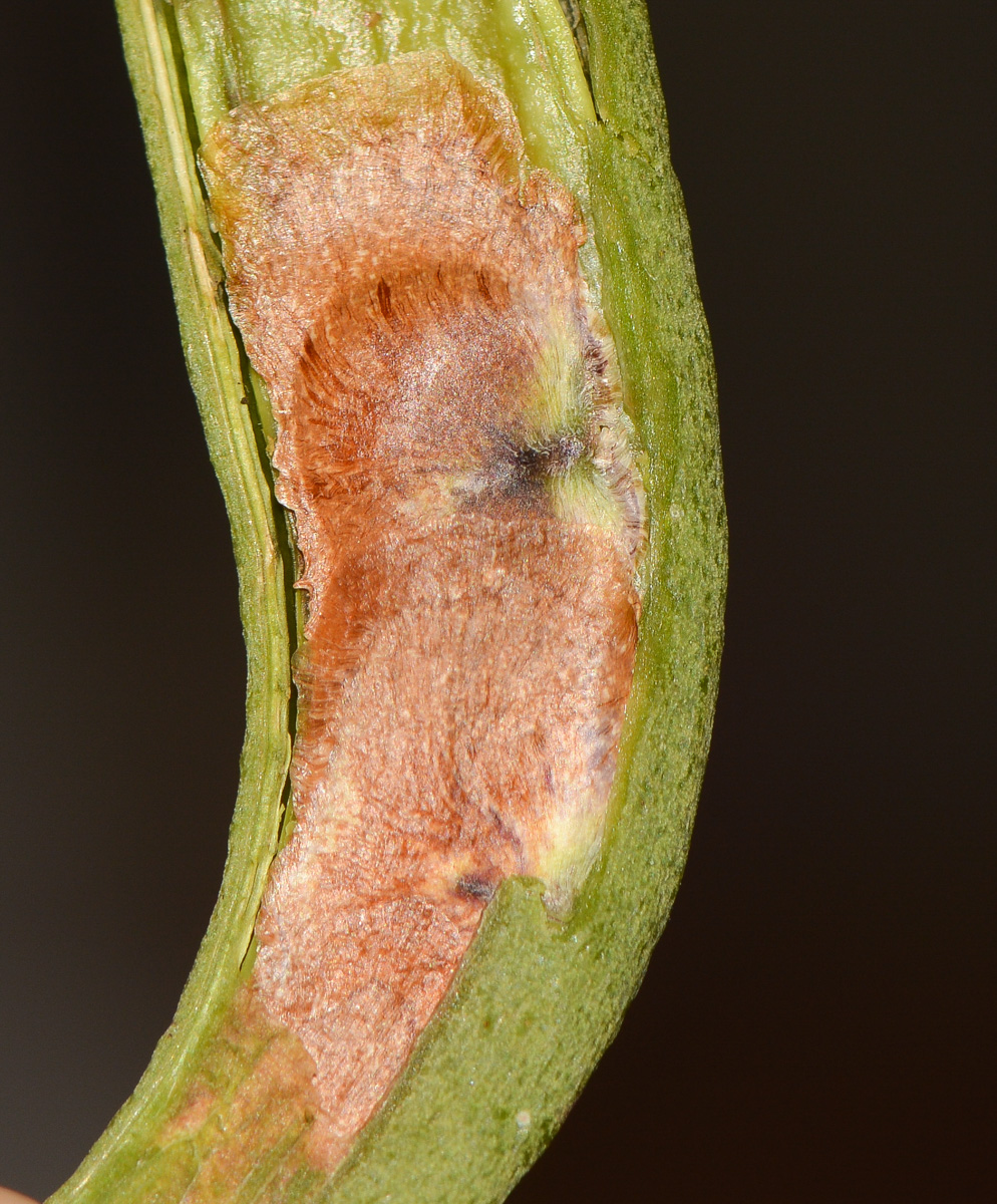 Image of Bignonia capreolata specimen.