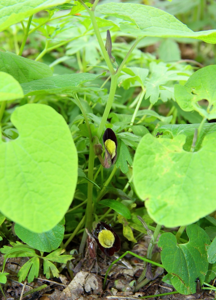 Изображение особи Aristolochia steupii.