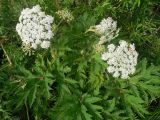 Heracleum lanatum. Верхушка цветущего растения. Сахалинская обл., Охинский р-н; п-в Шмидта, пойма р. Пильво в среднем течении (выше впадения р. Славянка), кустарниковые заросли. 16.07.2017.