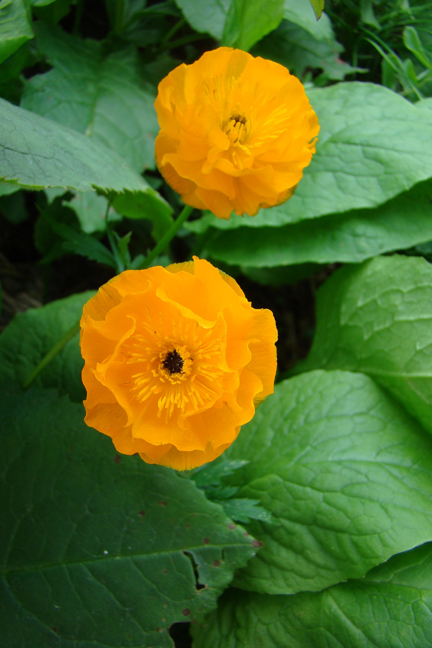 Image of Trollius altaicus specimen.