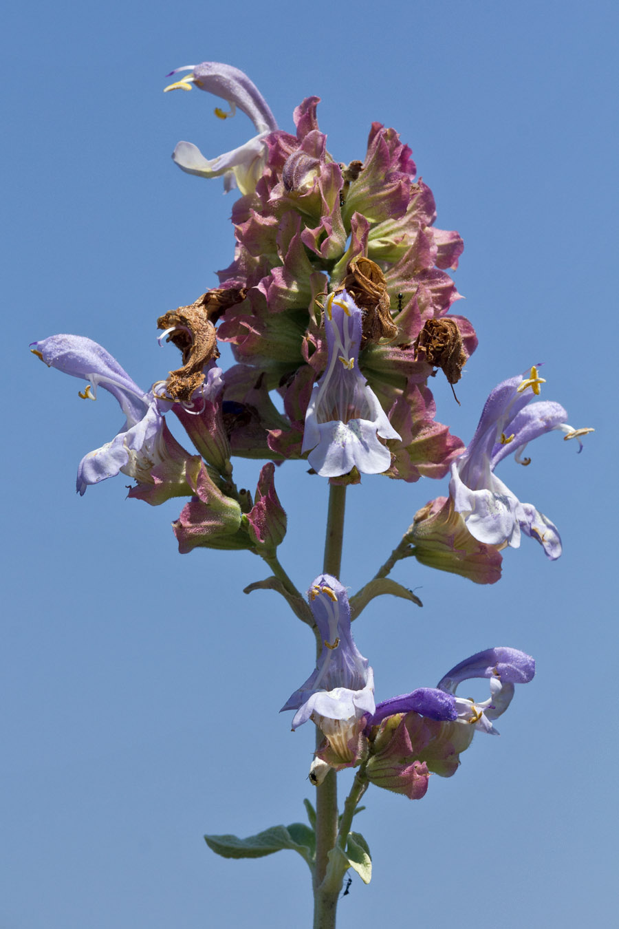 Image of Salvia pomifera specimen.