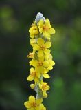 Verbascum gnaphalodes. Верхушка соцветия. Абхазия, Гудаутский р-н, Новый Афон, у дороги. 18.07.2017.