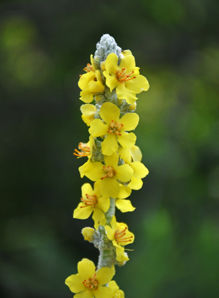 Image of Verbascum gnaphalodes specimen.