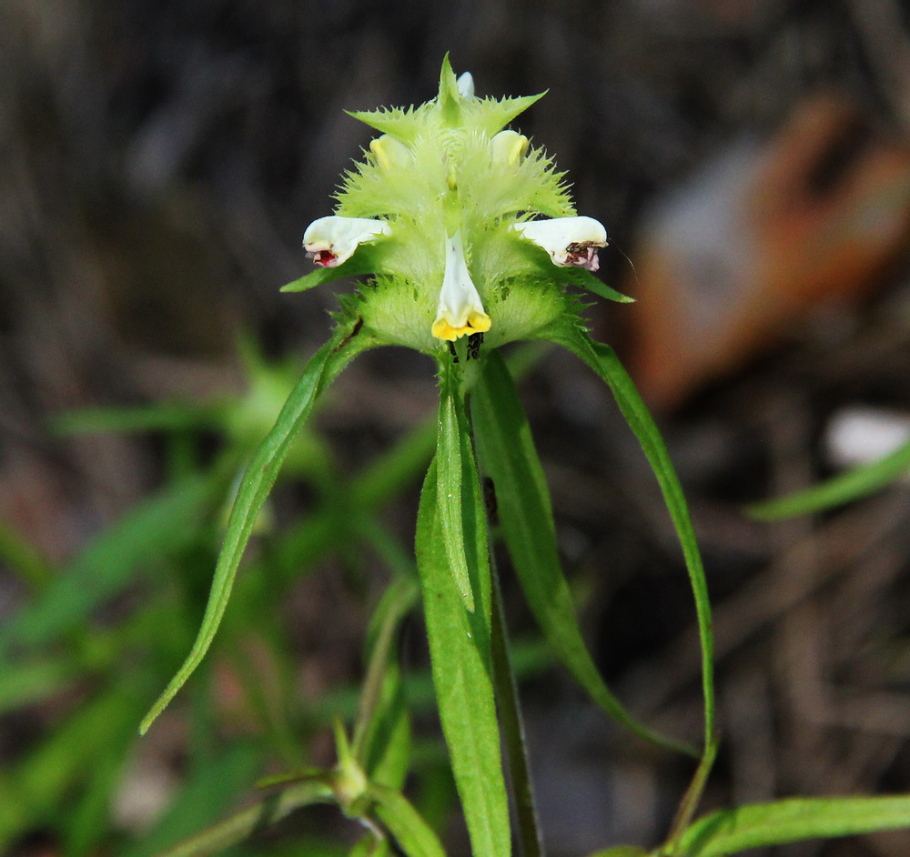 Image of Melampyrum cristatum specimen.