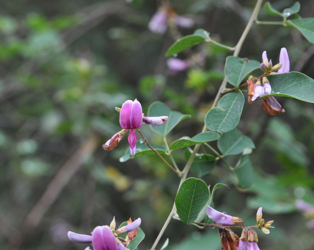 Image of Lespedeza bicolor specimen.