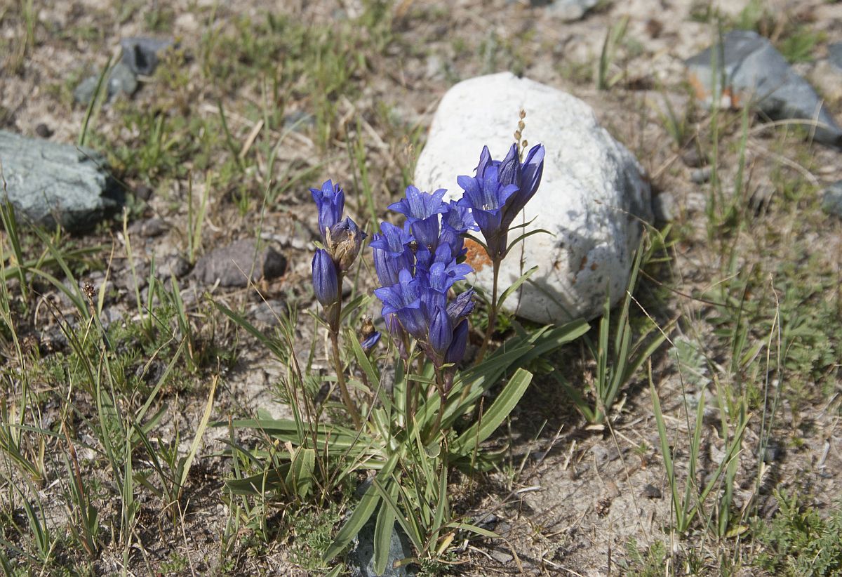 Изображение особи Gentiana decumbens.