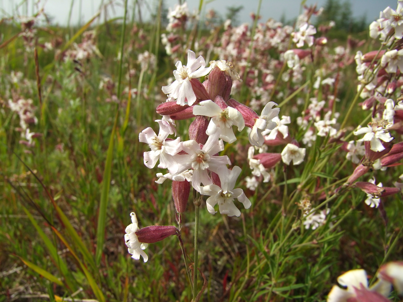 Изображение особи Silene amoena.