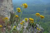 Alyssum trichostachyum. Верхушки цветущих растений. Республика Адыгея, Майкопский р-н, ок. 6 км юго-восточнее хутора Победа, хребет Скалистый (Уна-Коз), скала Галкина, на задернённой скале у обрыва. 05.05.2018.