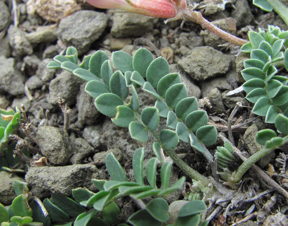 Image of Astragalus buschiorum specimen.