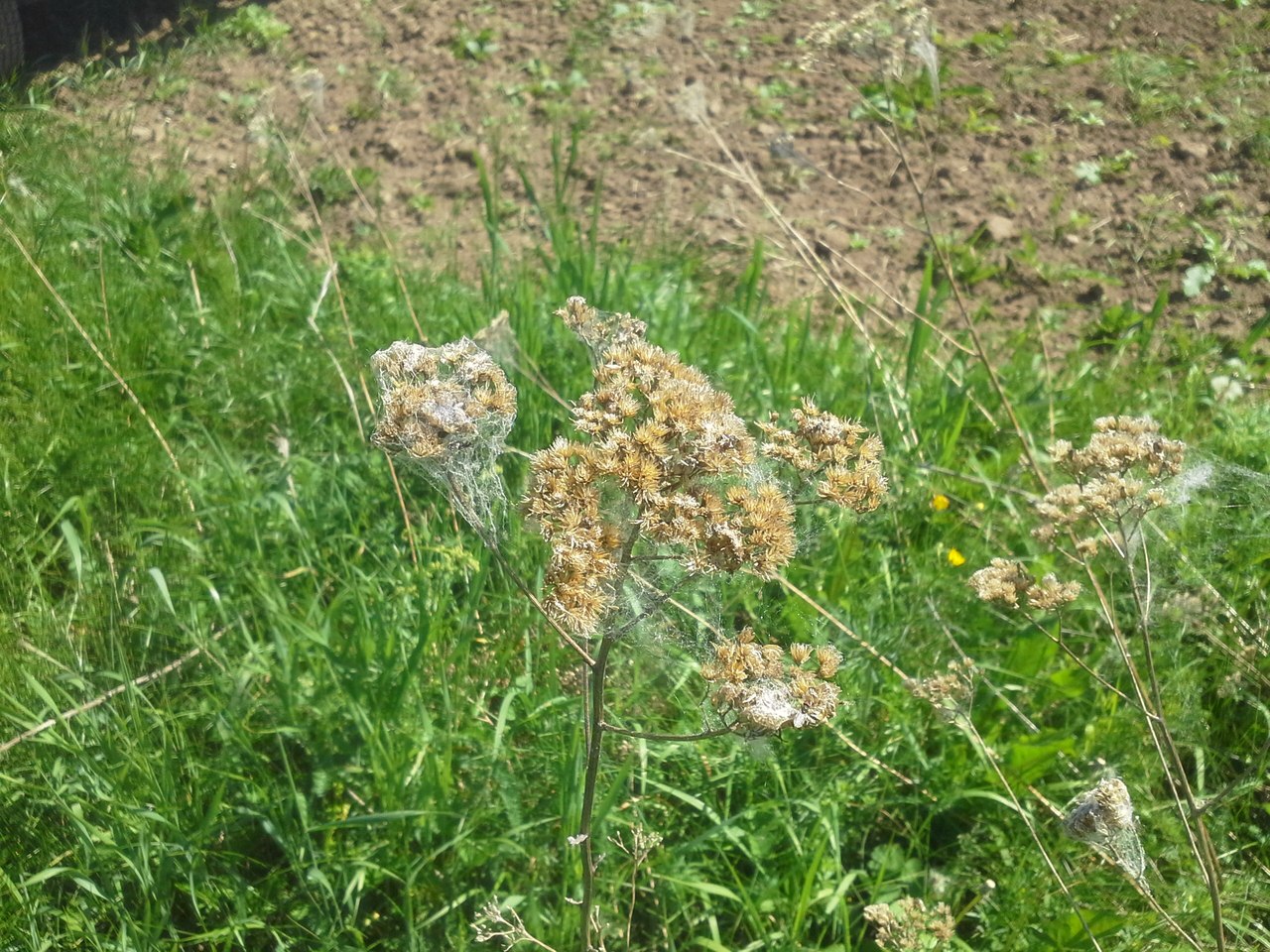 Image of Achillea millefolium specimen.