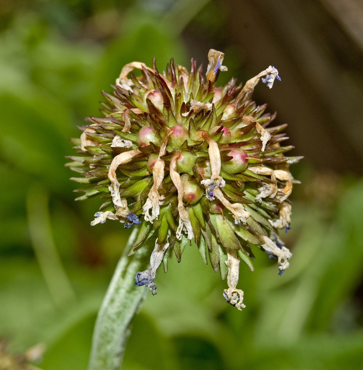 Image of Primula denticulata specimen.