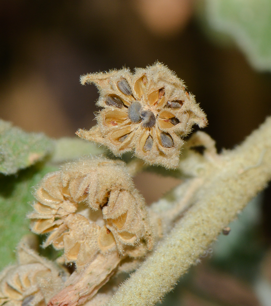 Image of Sphaeralcea grossulariifolia specimen.