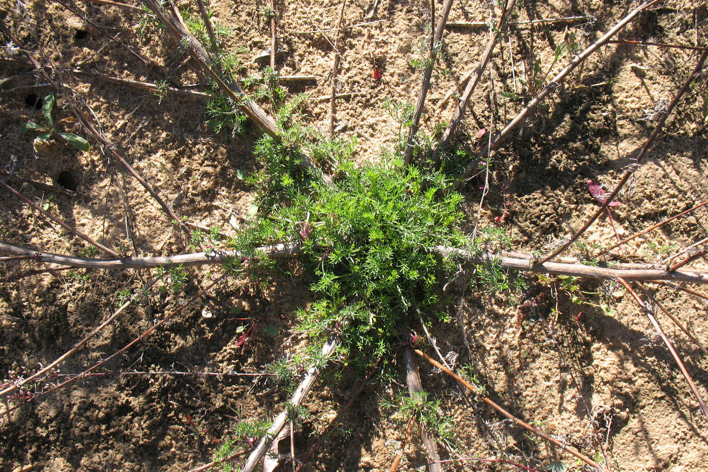 Изображение особи Artemisia campestris.