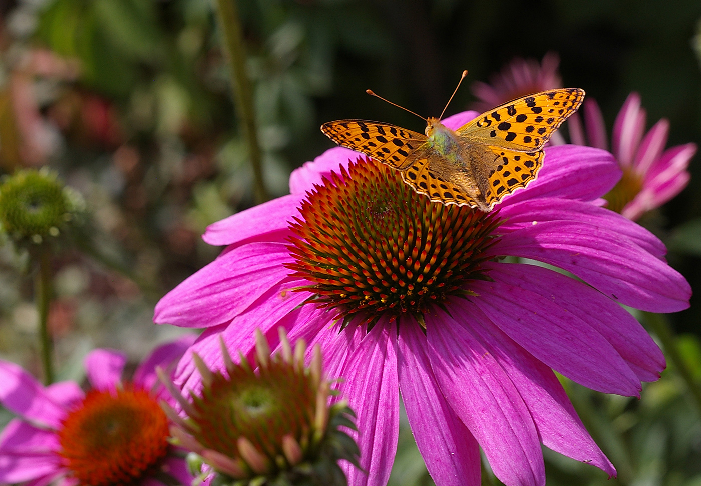 Изображение особи Echinacea purpurea.