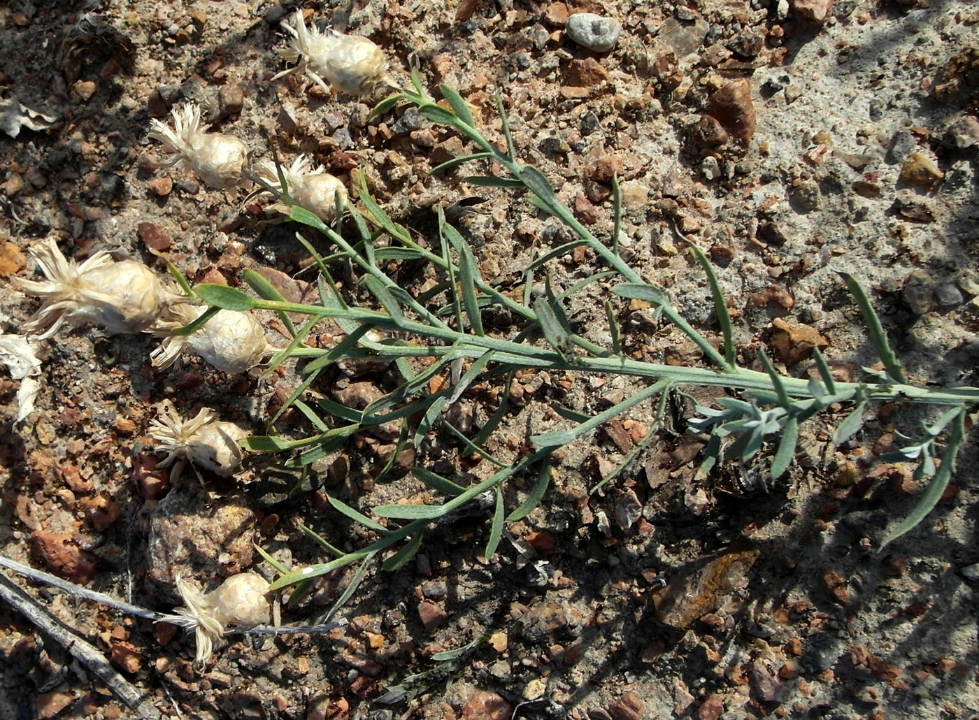 Image of Acroptilon repens specimen.