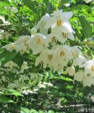 Styrax japonicus